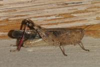 Aiolopus strepens