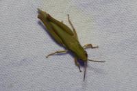 Chorthippus dorsatus