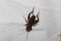 Eumodicogryllus bordigalensis