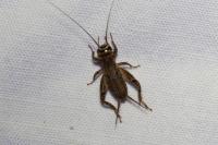 Eumodicogryllus bordigalensis