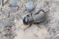 Gryllus campestris
