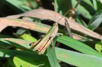 Chorthippus dorsatus