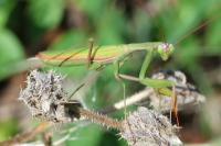 Mantis religiosa