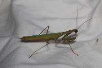 Mantis religiosa