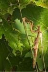 Mantis religiosa