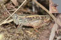 Calliptamus italicus