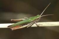 Chorthippus dorsatus