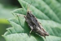 Tetrix undulata