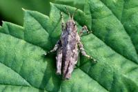 Tetrix undulata