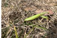 Mantis religiosa