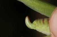Phaneroptera nana