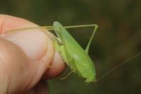 Phaneroptera nana