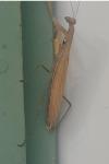 Mantis religiosa