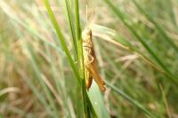 Euchorthippus declivus