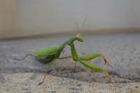 Mantis religiosa