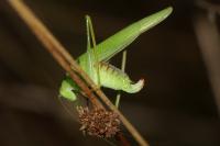 Phaneroptera nana