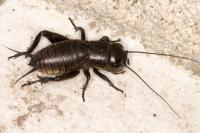 Gryllus campestris