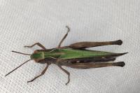 Omocestus rufipes
