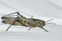 Anacridium aegyptium