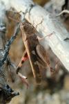 Aiolopus strepens
