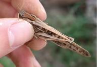 Locusta