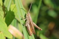 Chorthippus dorsatus