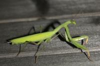 Mantis religiosa