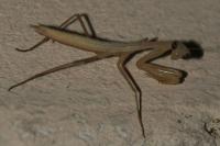 Mantis religiosa