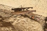 Mantis religiosa