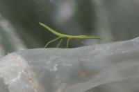 Clonopsis gallica