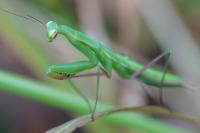 Mantis religiosa