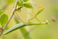 Mantis religiosa