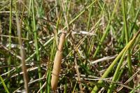 Mantis religiosa