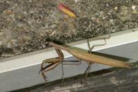 Mantis religiosa