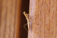 Mantis religiosa