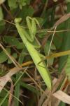 Mantis religiosa