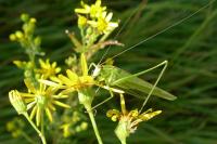 Phaneroptera falcata
