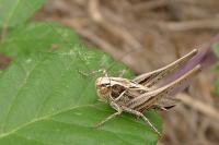 Tessellana tessellata