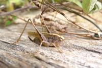 Platycleis albopunctata albopunctata