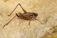 Roeseliana roeselii