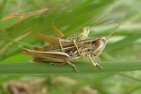 Euchorthippus declivus