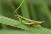 Chrysochraon dispar