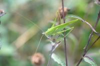 Phaneroptera falcata