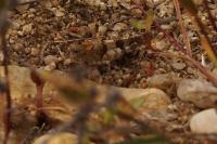 Oedipoda caerulescens
