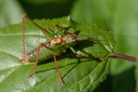 Leptophyes punctatissima