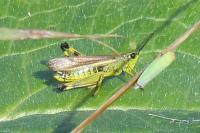 Stethophyma grossum