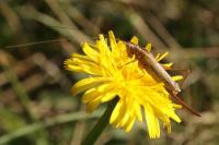 Conocephalus fuscus