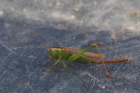 Conocephalus fuscus