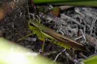 Stethophyma grossum