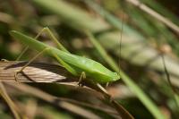 Ruspolia nitidula nitidula
